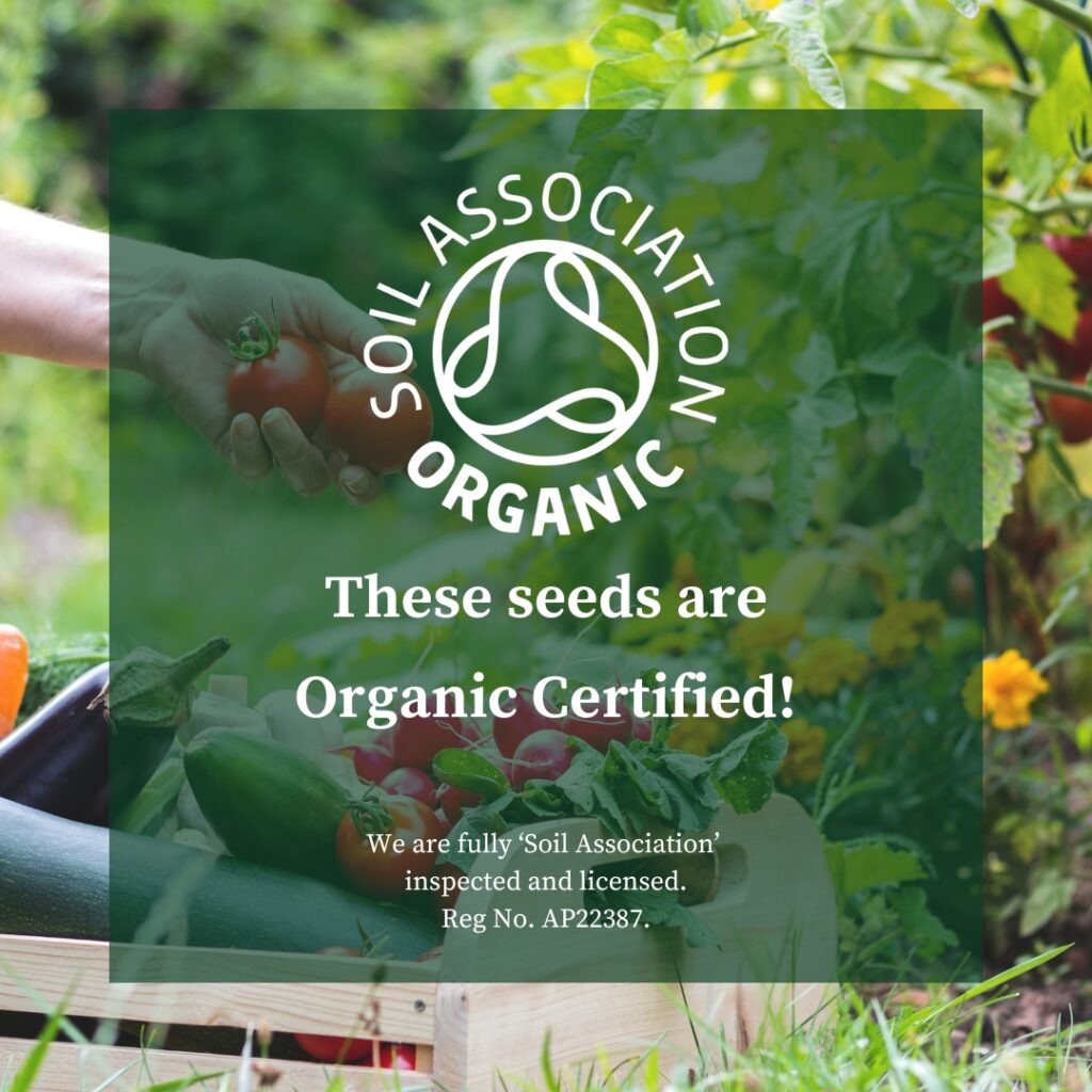 Broad Bean Aquadulce Claudia Organic Organic Bean Premier Seeds