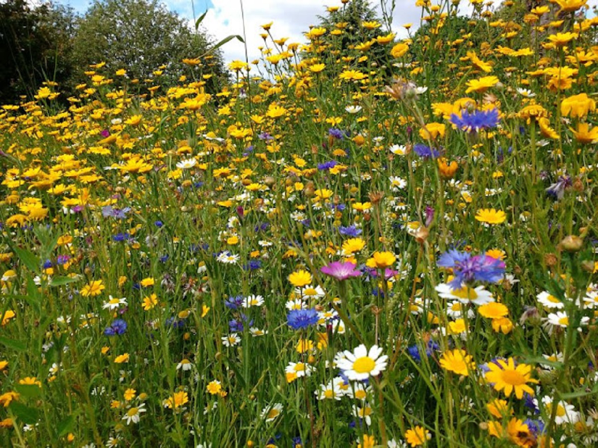 Wildflower Meadow mix 20 varieties (100 flower seed no grass