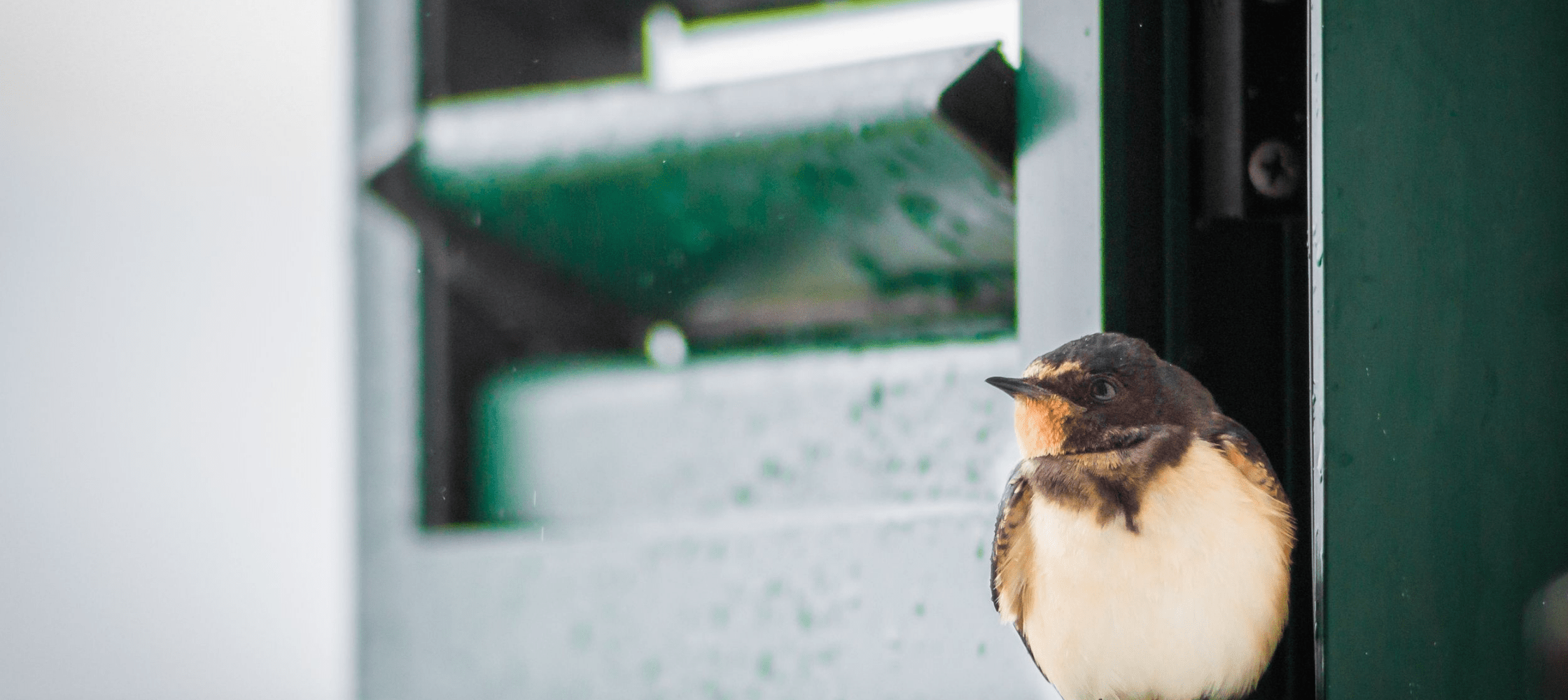 How To Prevent BirdWindow Collisions In Your Property Premier Tint