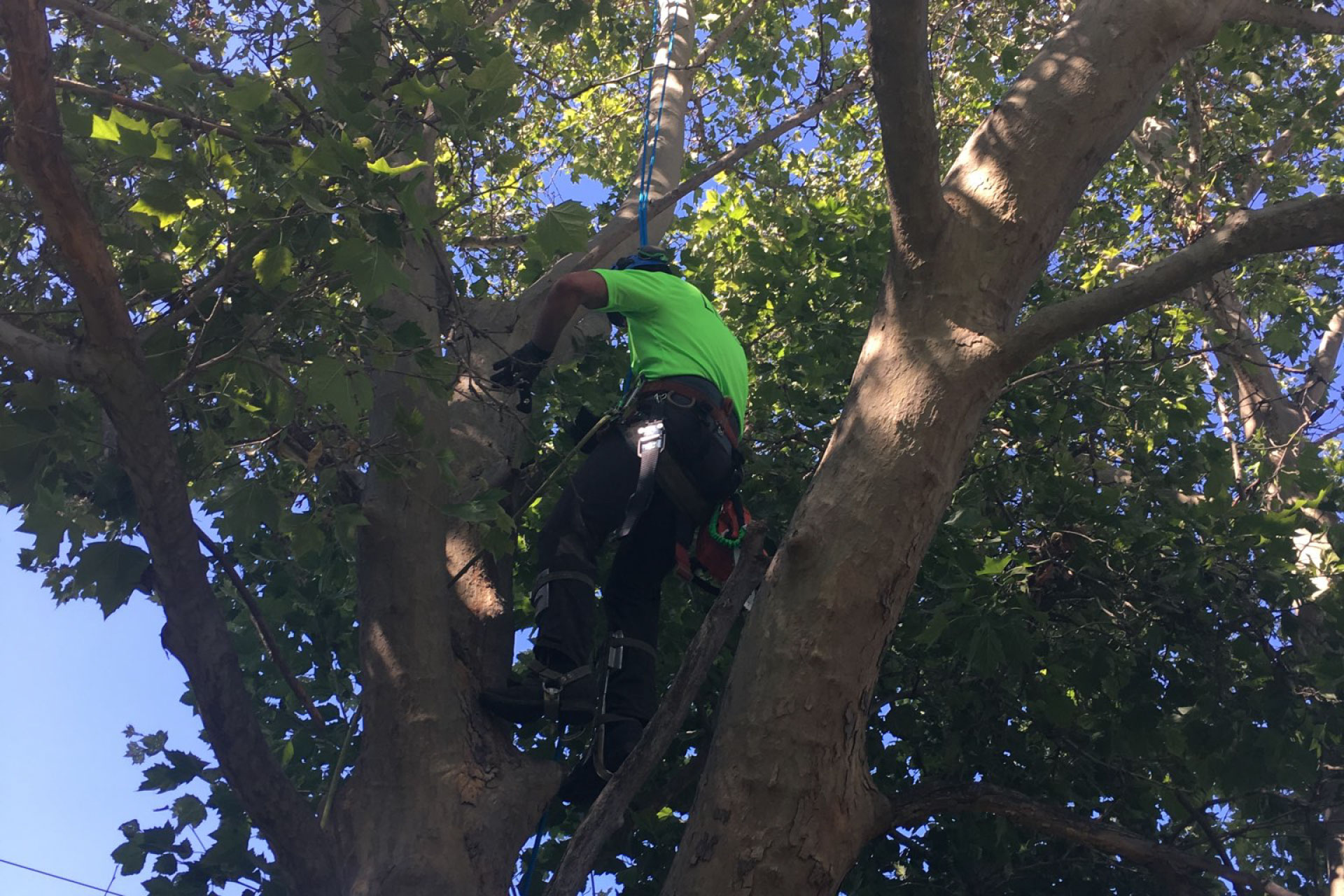 Fruit Tree Pruning Boise, Meridian, Eagle Tree Pruning Boise