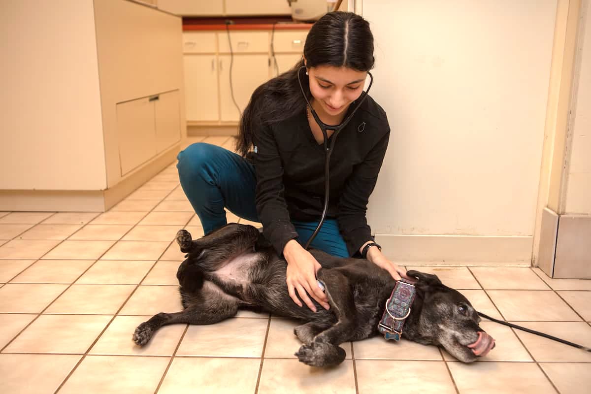 Premier Veterinary Hospital, Veterinarian in Lawrenceville, GA