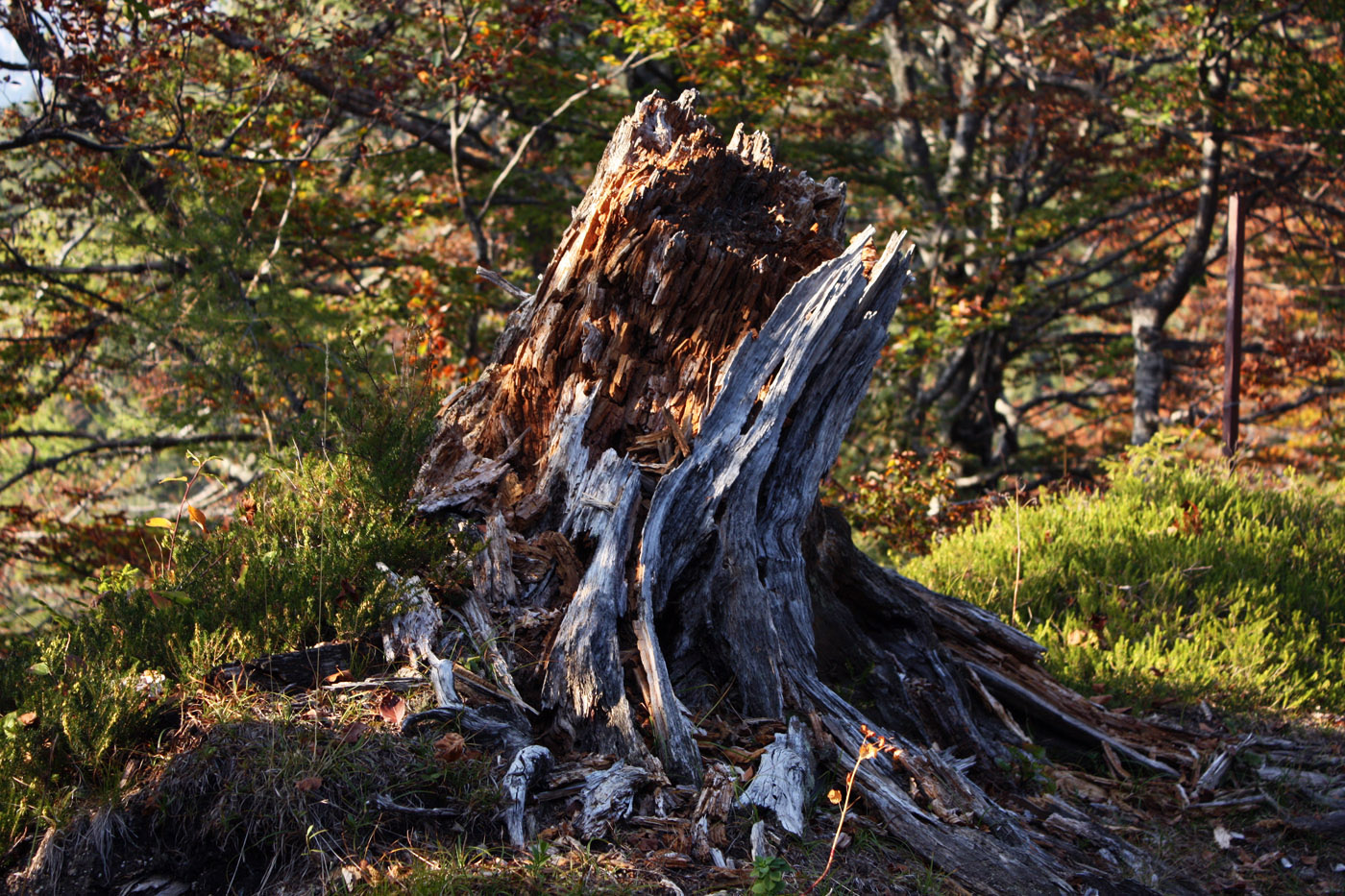 Daily photo A retted Stump in the Forest PremiumCoding