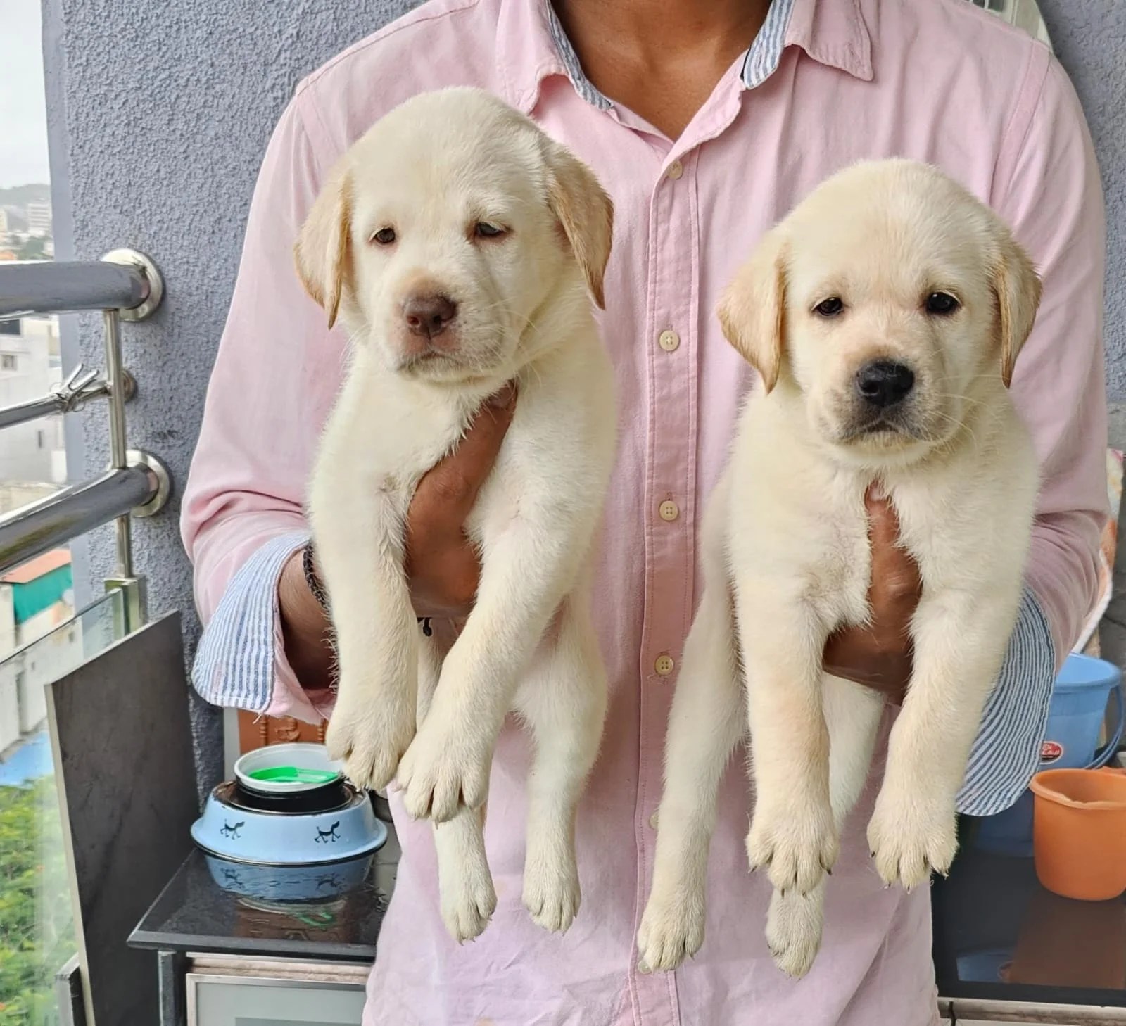 Labrador Retriever Puppies Price In Bangalore Labrador Retriever