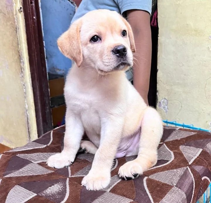 Labrador Retriever Puppies Price In Bangalore Labrador Retriever