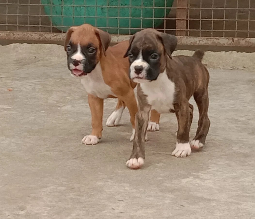 Boxer Puppies Price In Mumbai Boxer Puppies for sale In Mumbai Dog