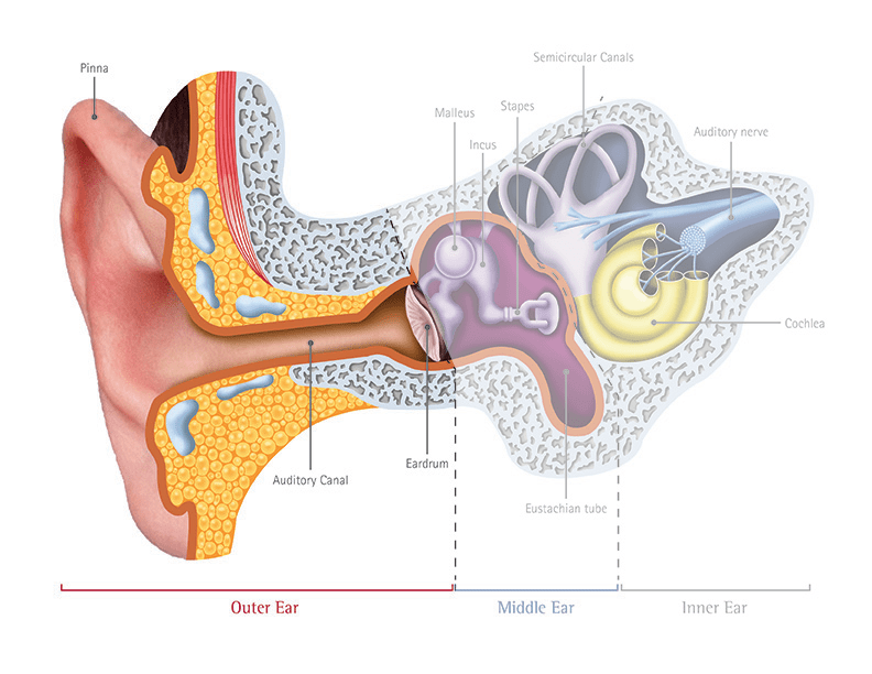 About Hearing Loss Premium Hearing Clinic