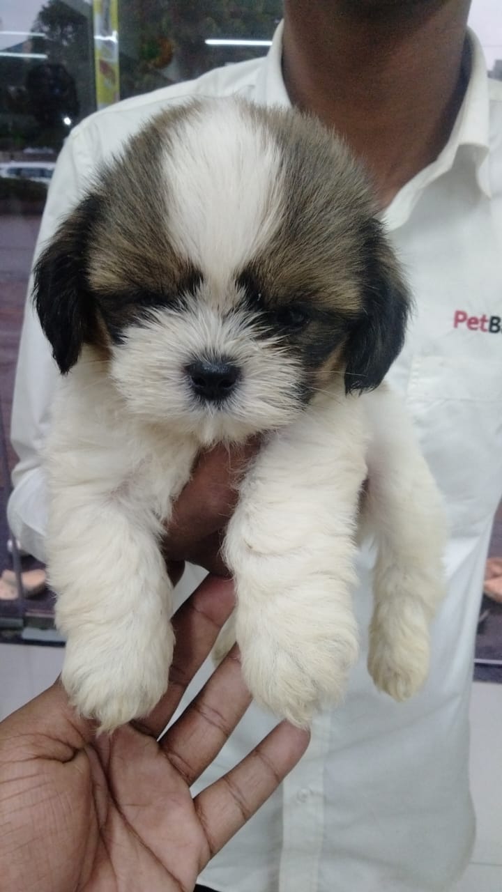 Shih Tzu Puppies for Sale in Aurangabad Shih Tzu Price Aurangabad