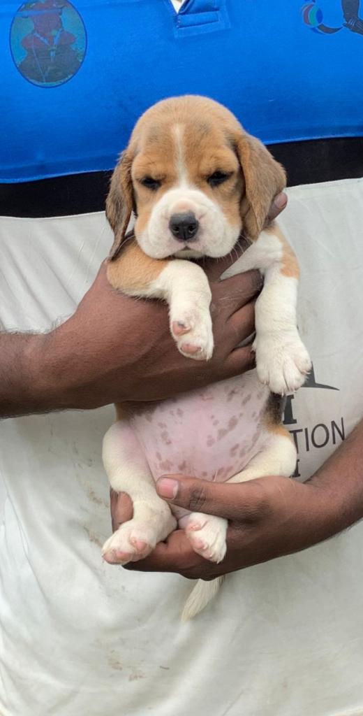 Beagle Puppies for Sale in Yavatmal Beagle Price Yavatmal Beagle for Sale in Yavatmal