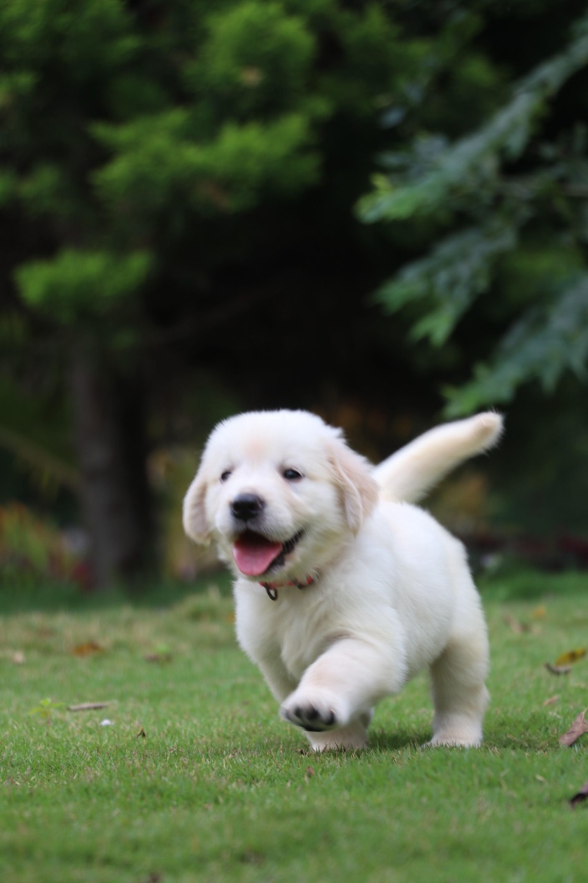 Labrador Retriever Puppies for Sale in Malegaon Labrador Retriever