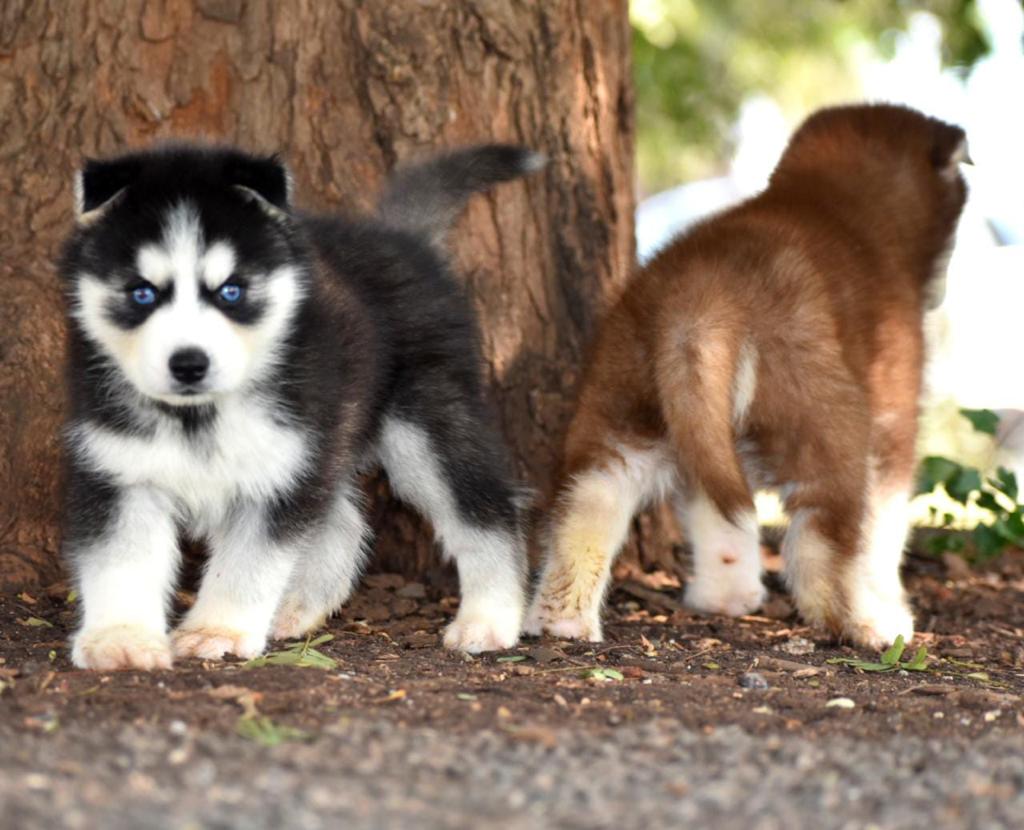 Siberian Husky Puppies for Sale in Malegaon Siberian Husky Price