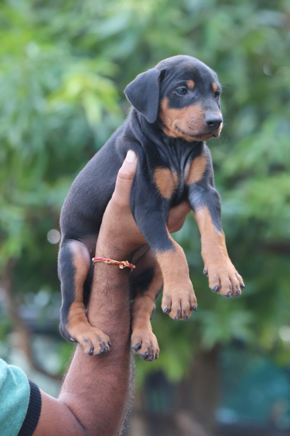 Doberman Puppies for Sale in Surat Doberman Price Surat Doberman