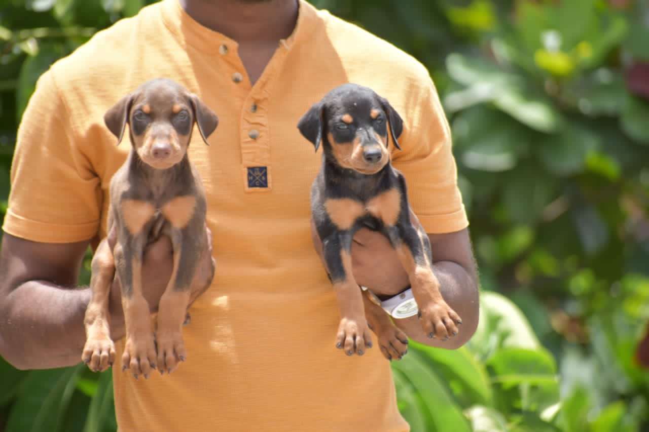 Doberman Puppies for Sale in Surat Doberman Price Surat Doberman