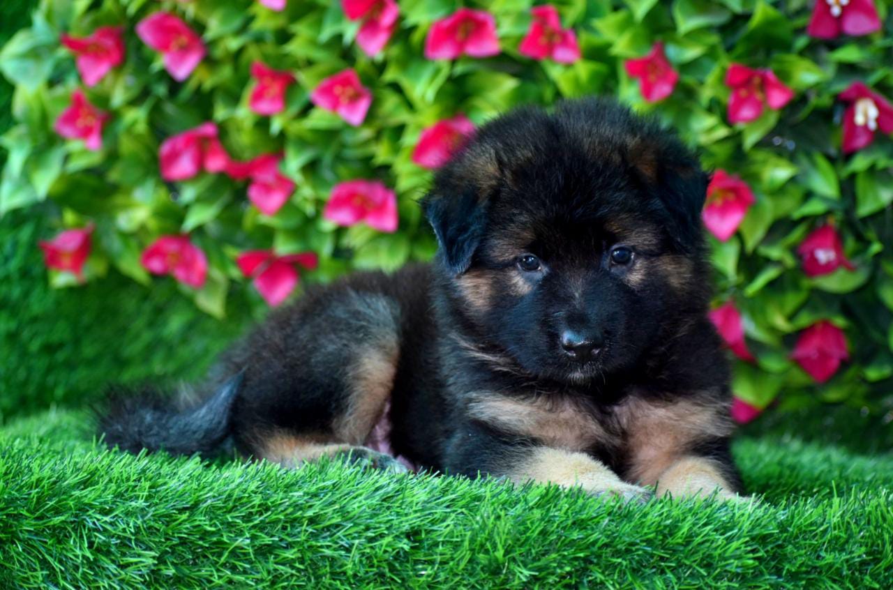 German Shepherd Puppies for Sale in Surat German Shepherd Price Surat