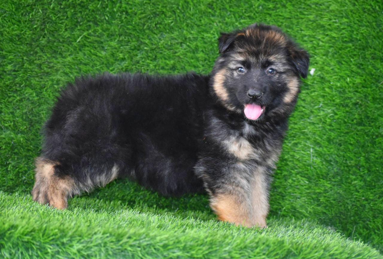 German Shepherd Puppies for Sale in Bangalore German Shepherd Price In Bangalore German
