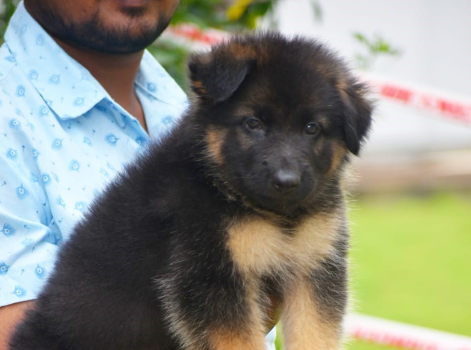 German Shepherd Puppies for Sale in Bangalore German Shepherd Price In Bangalore German