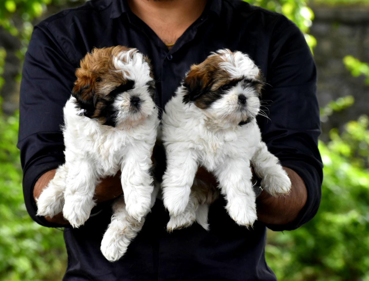 Shih Tzu Puppies for Sale in Bangalore Shih Tzu Price Bangalore