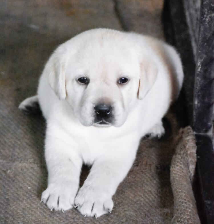 Labrador Puppies for Sale in Mumbai Labrador Puppy Price in Mumbai