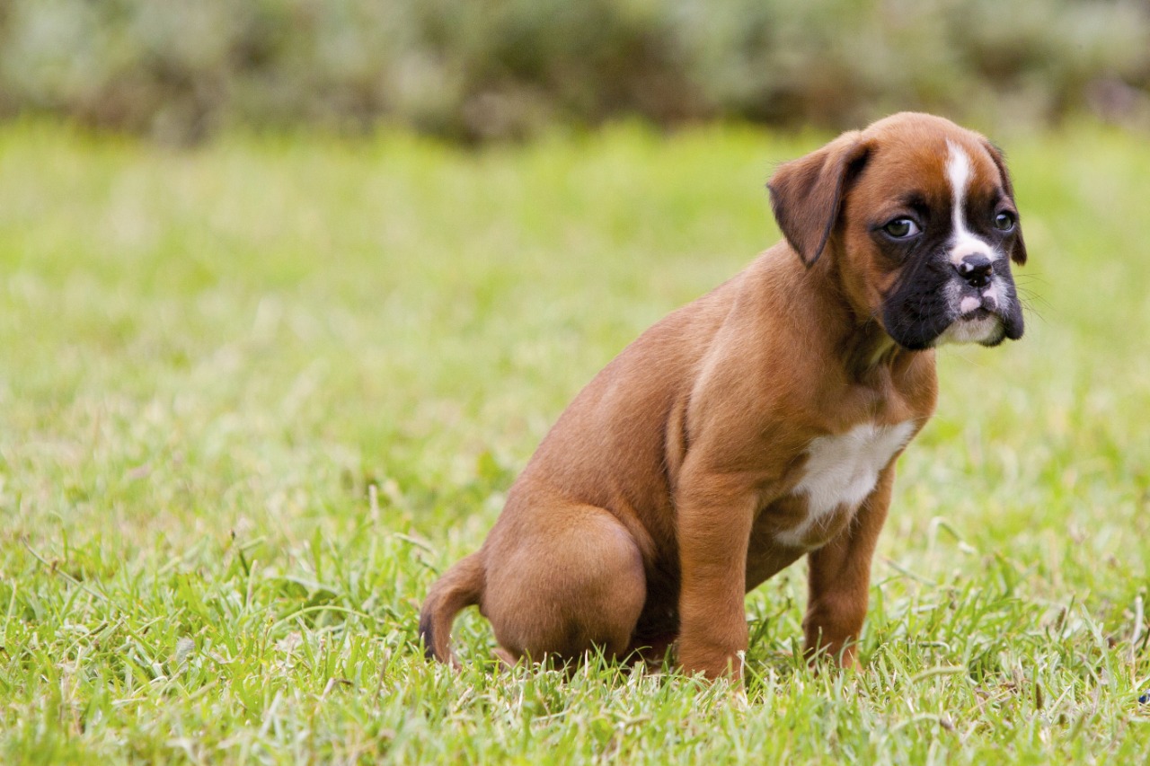 Boxer puppies for sale in Bangalore Boxer Dogs For Sale In Bangalore Boxer puppy price in