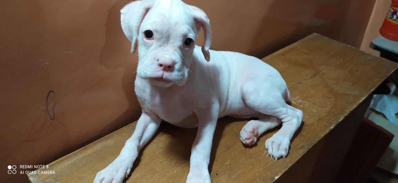 Boxer puppies for sale in Bangalore Boxer Dogs For Sale In Bangalore Boxer puppy price in