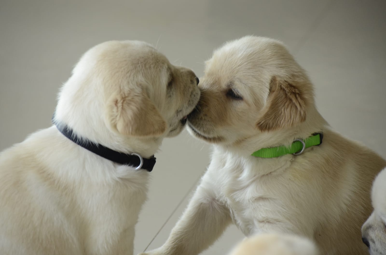 Labrador Retriever Price In India Labrador Retriever Puppies For Sale