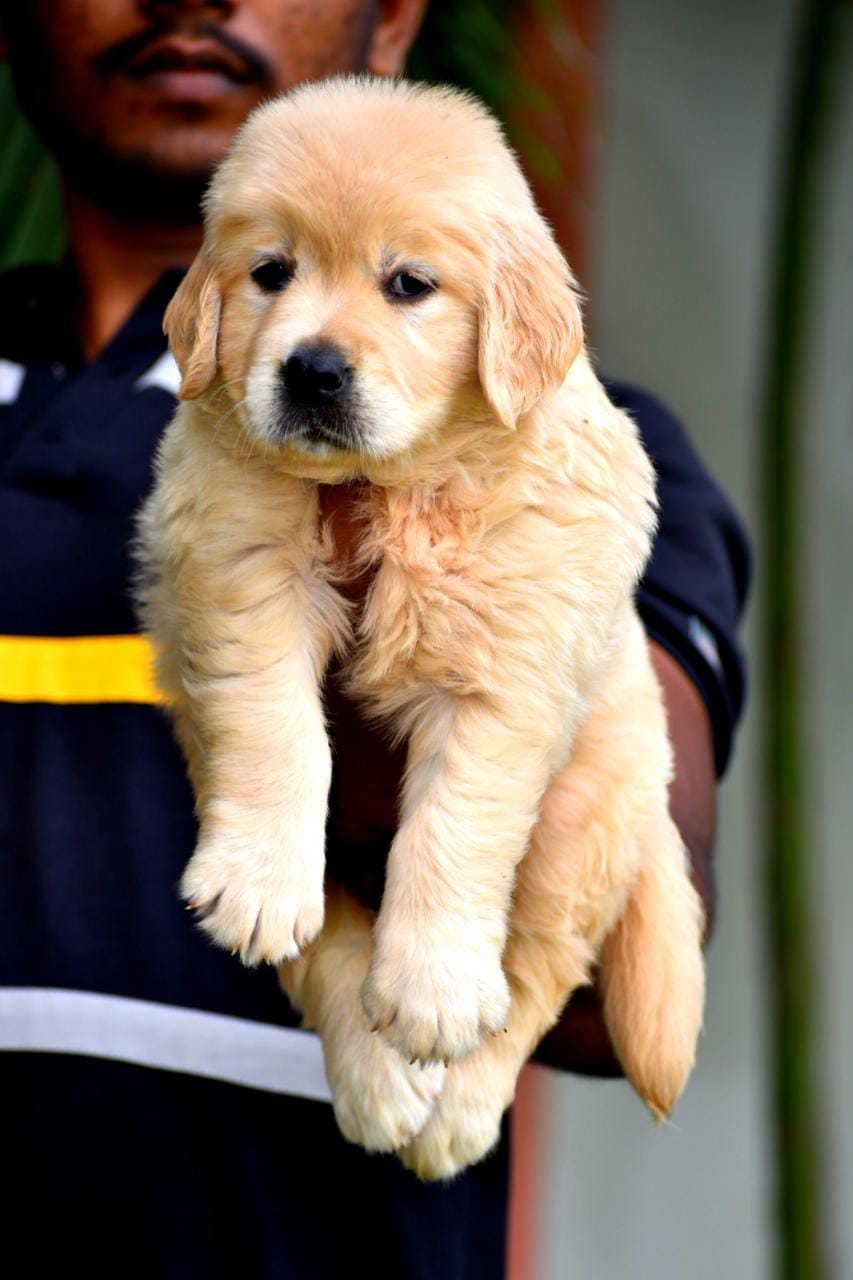 Golden Retriever Puppy Price in Mumbai Golden Retriever Puppies for