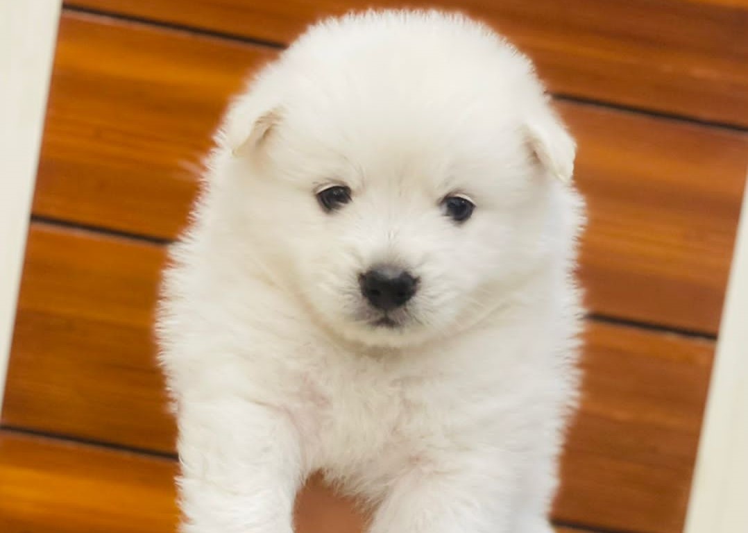 Pomeranian Puppies For Sale In Bangalore Pomeranian puppies for sale in Bangalore Pomeranian