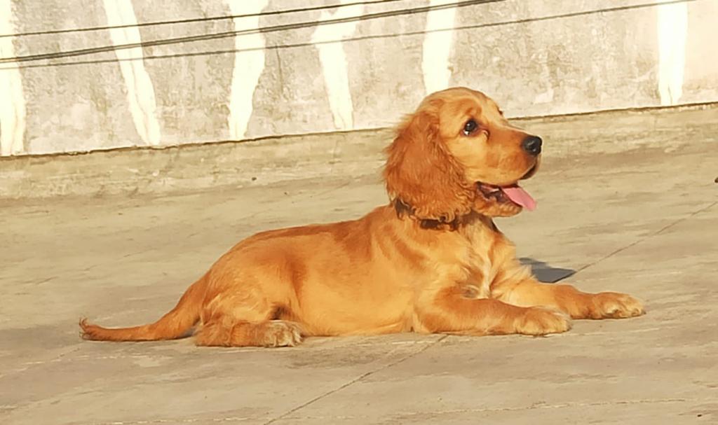 Cocker Spaniel Puppies for Sale in Bangalore Cocker Spaniel price in