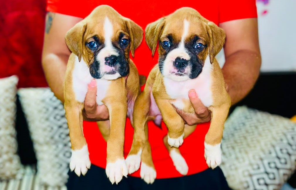 Boxer puppies for sale in Bangalore Boxer Dogs For Sale In Bangalore Boxer puppy price in