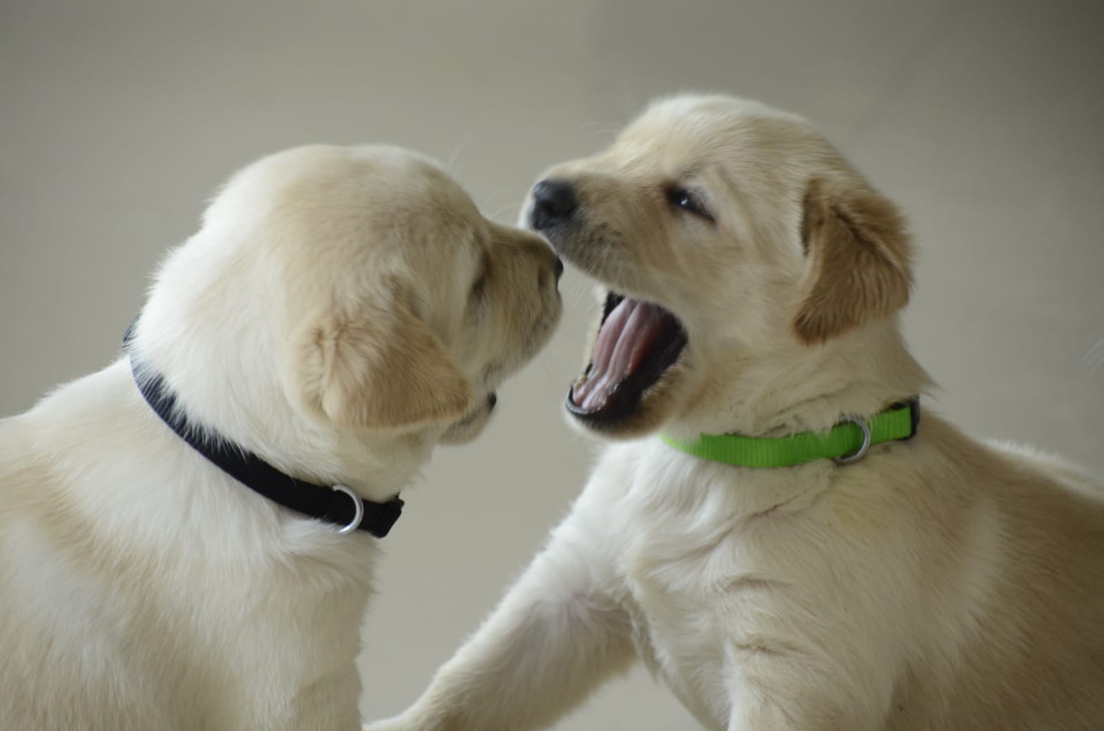 Labrador Retriever Price In India Labrador Retriever Puppies For Sale