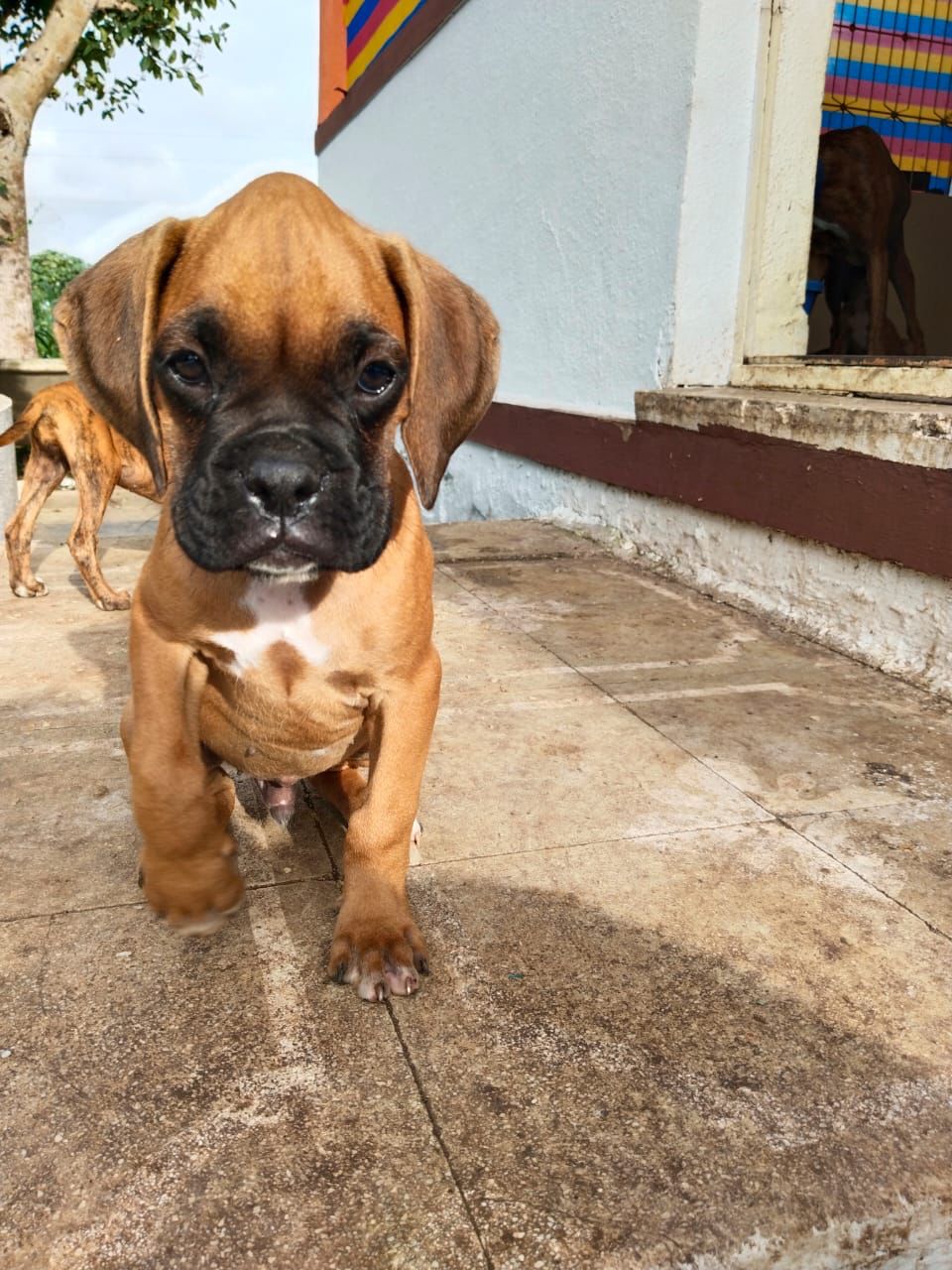 Boxer Dogs for Sale in Pune Boxer Puppies Price in Pune Premium Pet