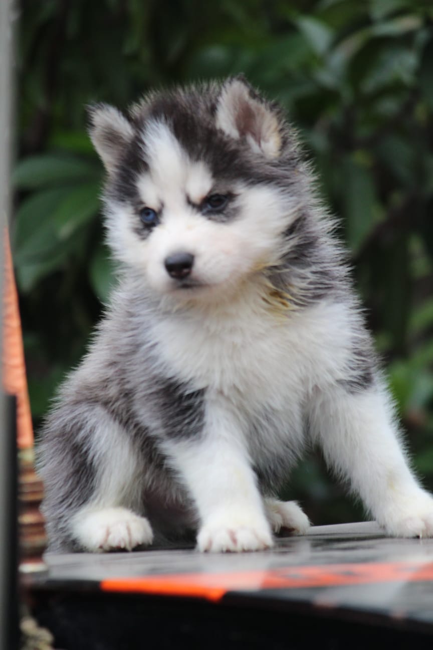 Siberian Husky Puppies for Sale in bidar Siberian Husky Price bidar