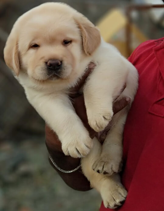 Labrador Retriever Puppies for Sale in ariyalur Labrador Retriever
