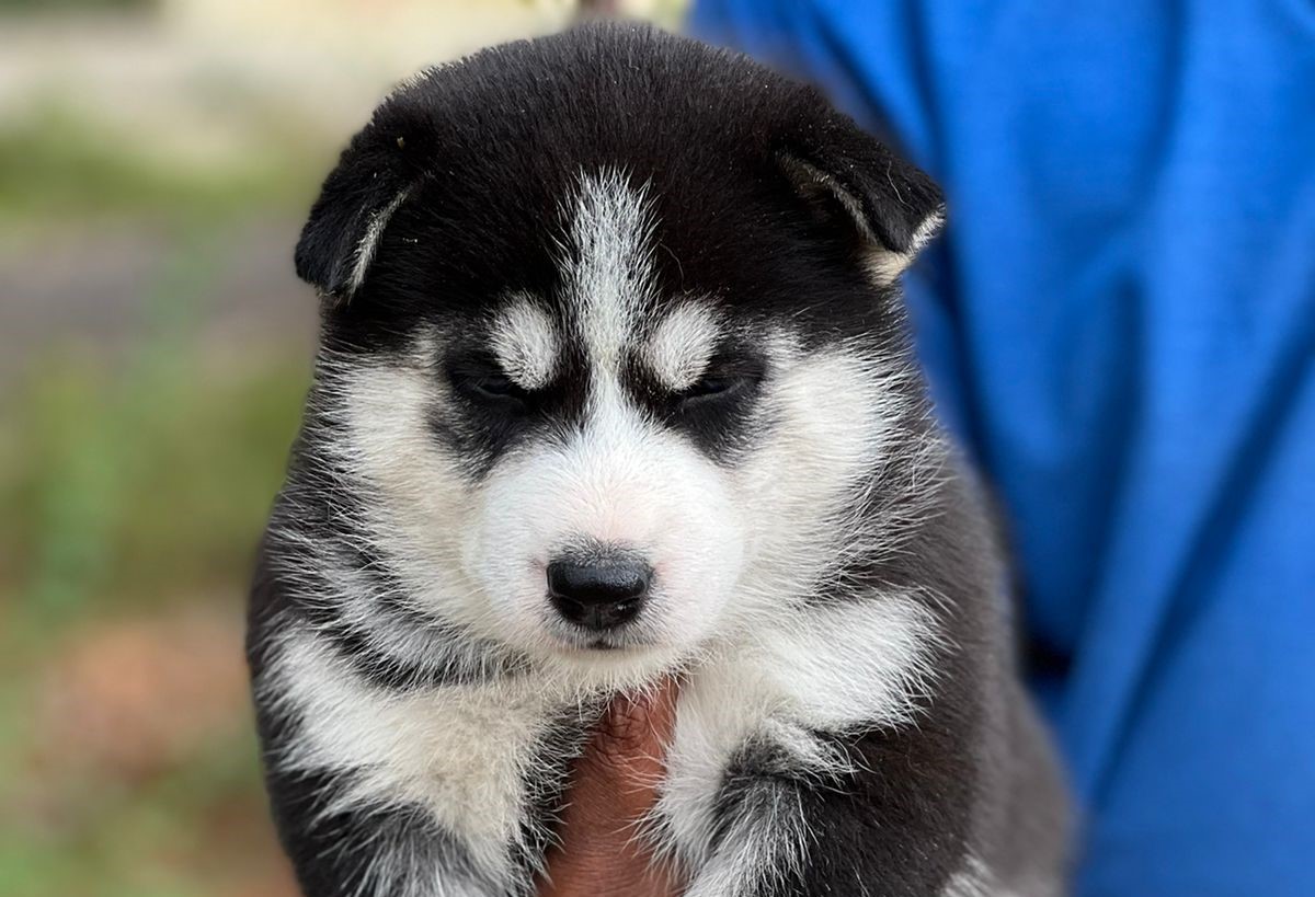 Siberian Husky Puppies Sale Mumbai Siberian Husky Puppies Price