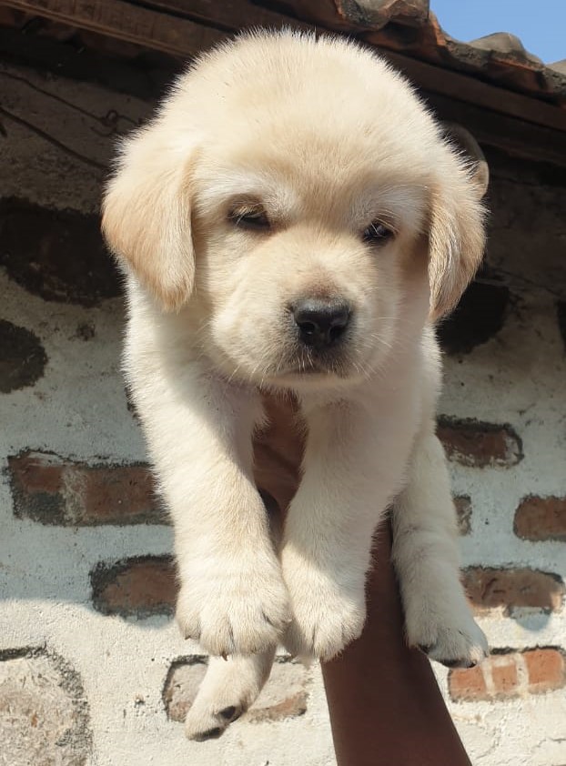 Labrador Retriever Price In India Labrador Retriever Puppies For Sale