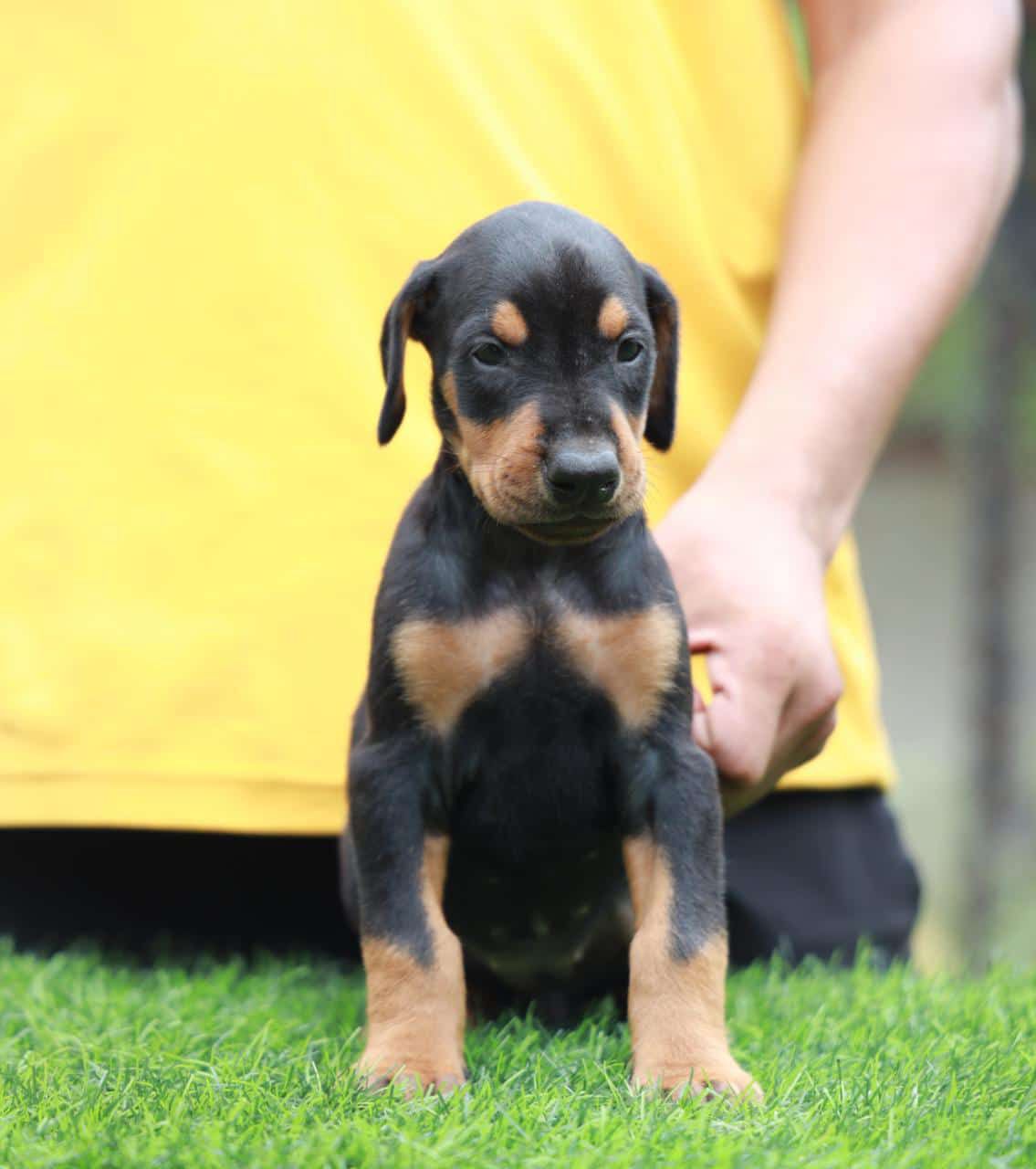 Doberman Puppies For Sale In Hyderabad Doberman price in Hyderabad