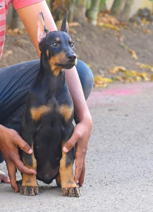 Doberman Puppies For Sale In Hyderabad Doberman price in Hyderabad