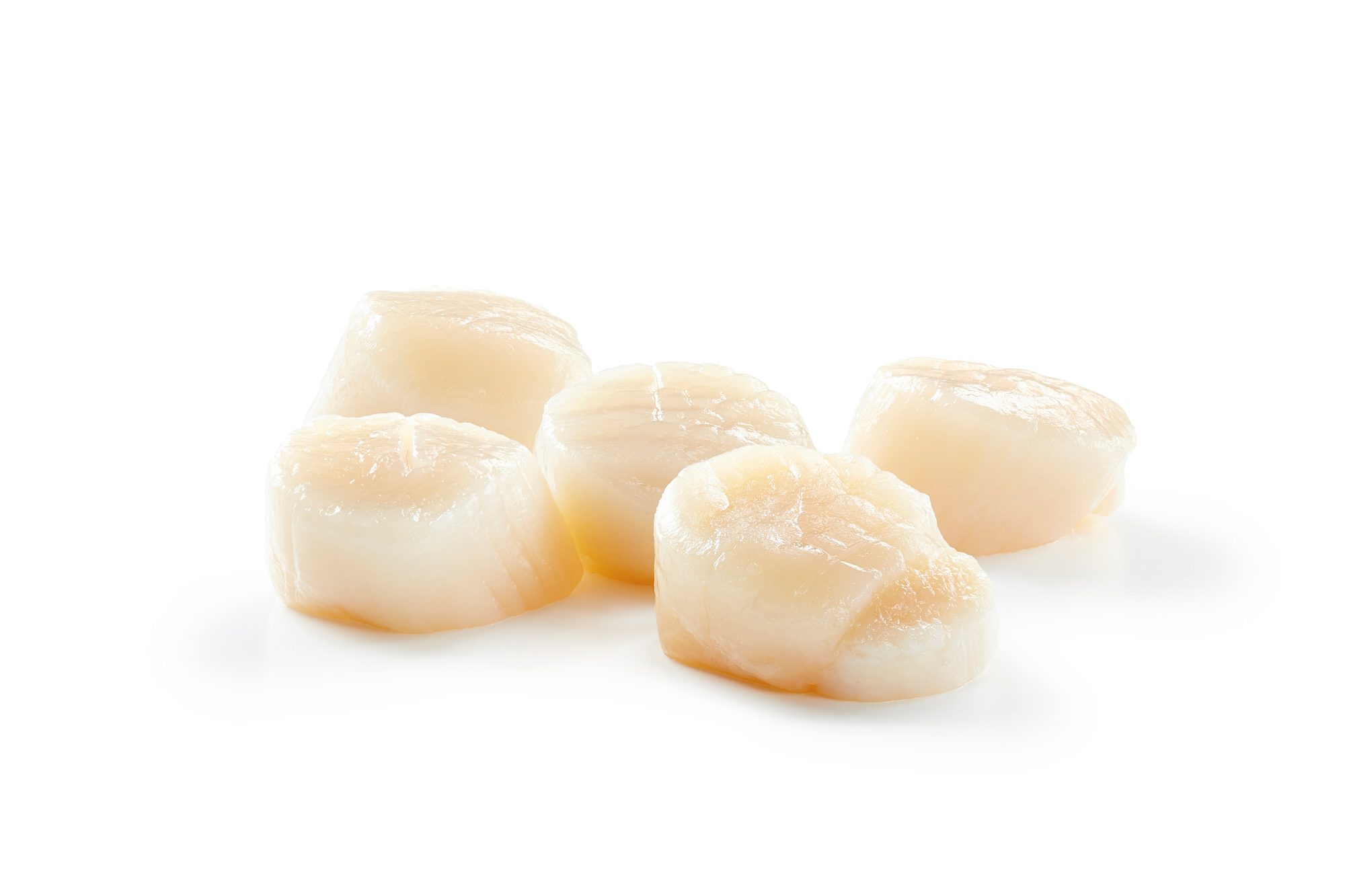 Canada Scallop M PREMIUMSHELLFISH