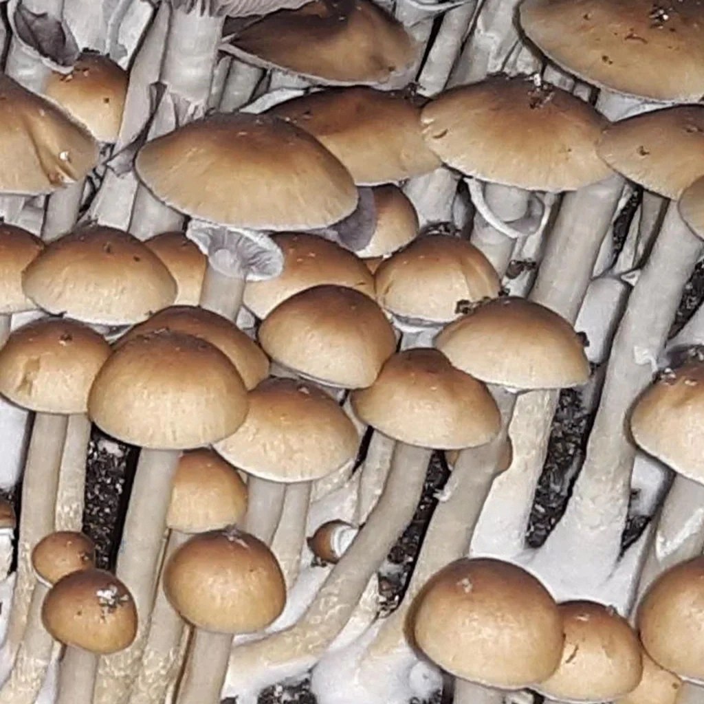 Pe6 spore syringe Premium Spores Official