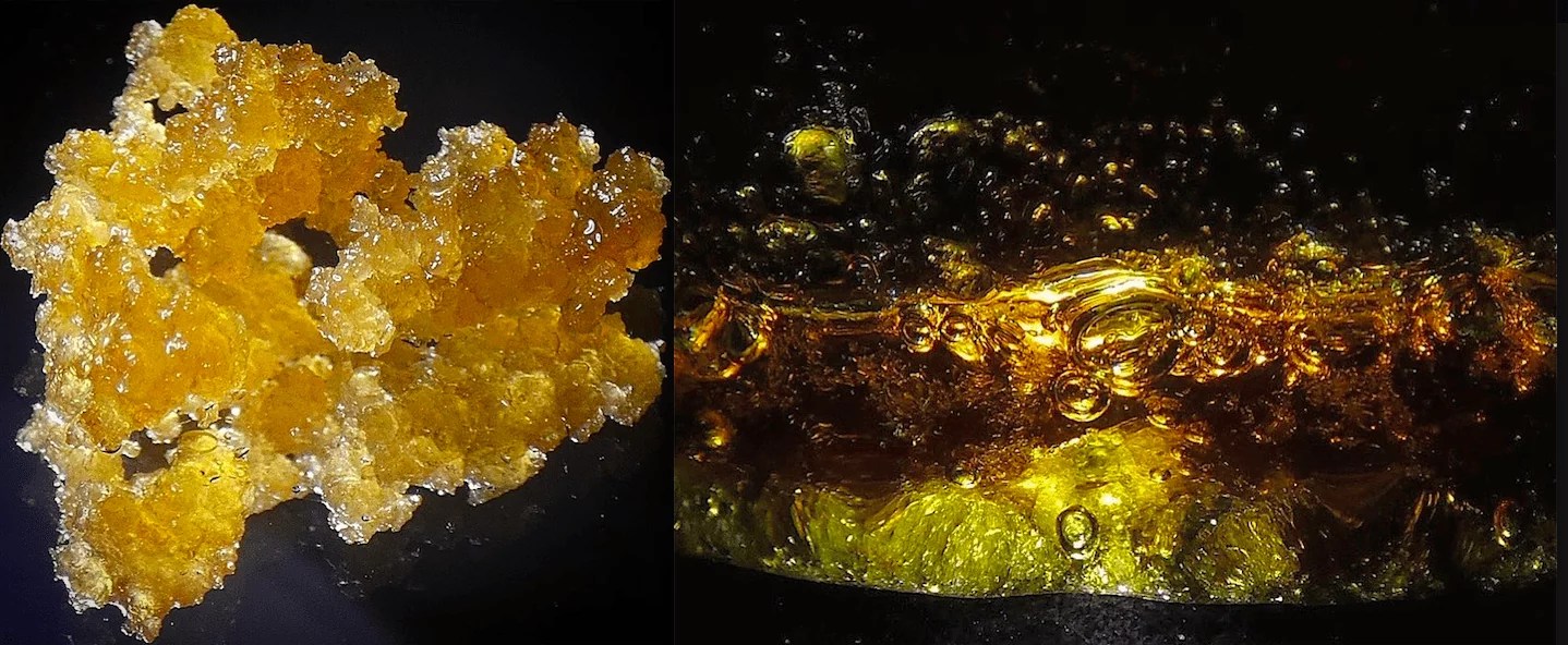 Complete Guide to Solvent Cannabis Extracts PREMIUM THC CONCENTRATES