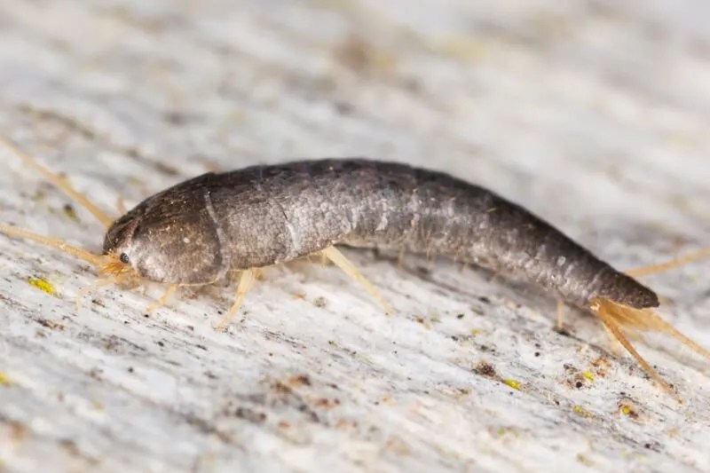 Silverfish What Are They And How Can You Determine If You Have Them
