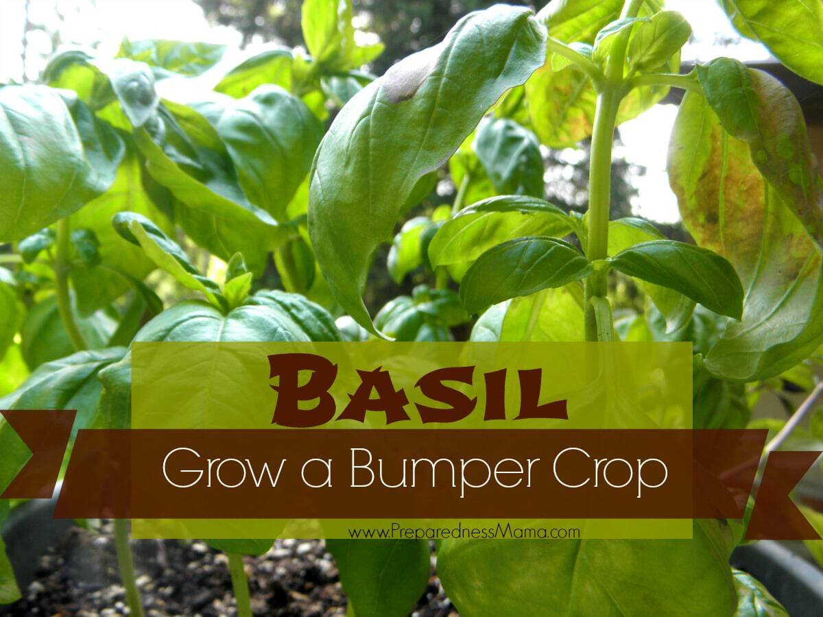 Grow a Bumper Crop of Basil in Containers PreparednessMama
