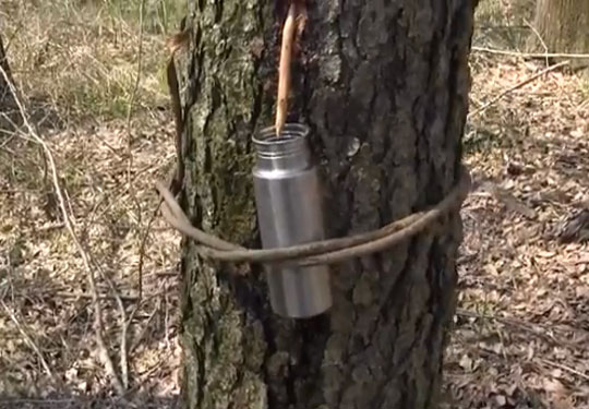 How to Tap Water From a Tree Survival