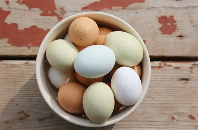 How Long Can Fresh Eggs Be Stored? The Prepping Guide