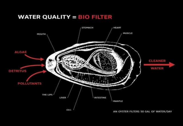 Water Filtering Using Oysters Prepper's Will