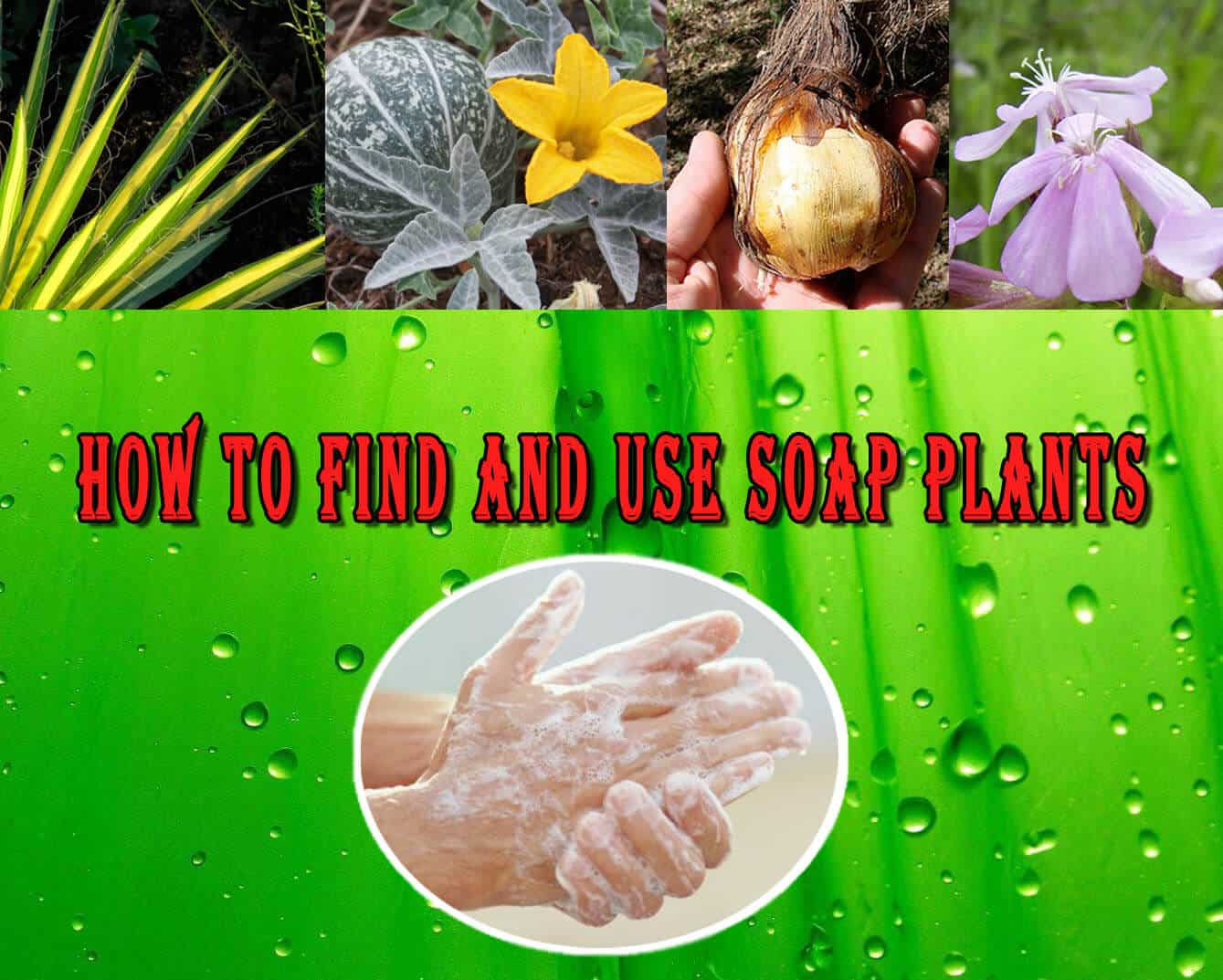 How To Find And Use Soap Plants | Prepper's Will