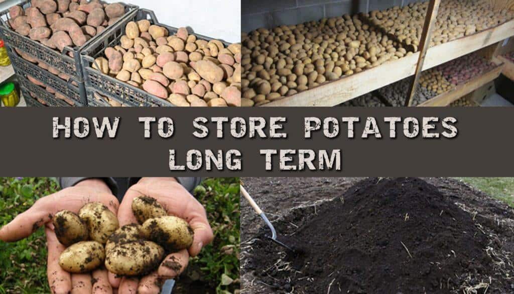 How To Store Potatoes Long Term Prepper's Will