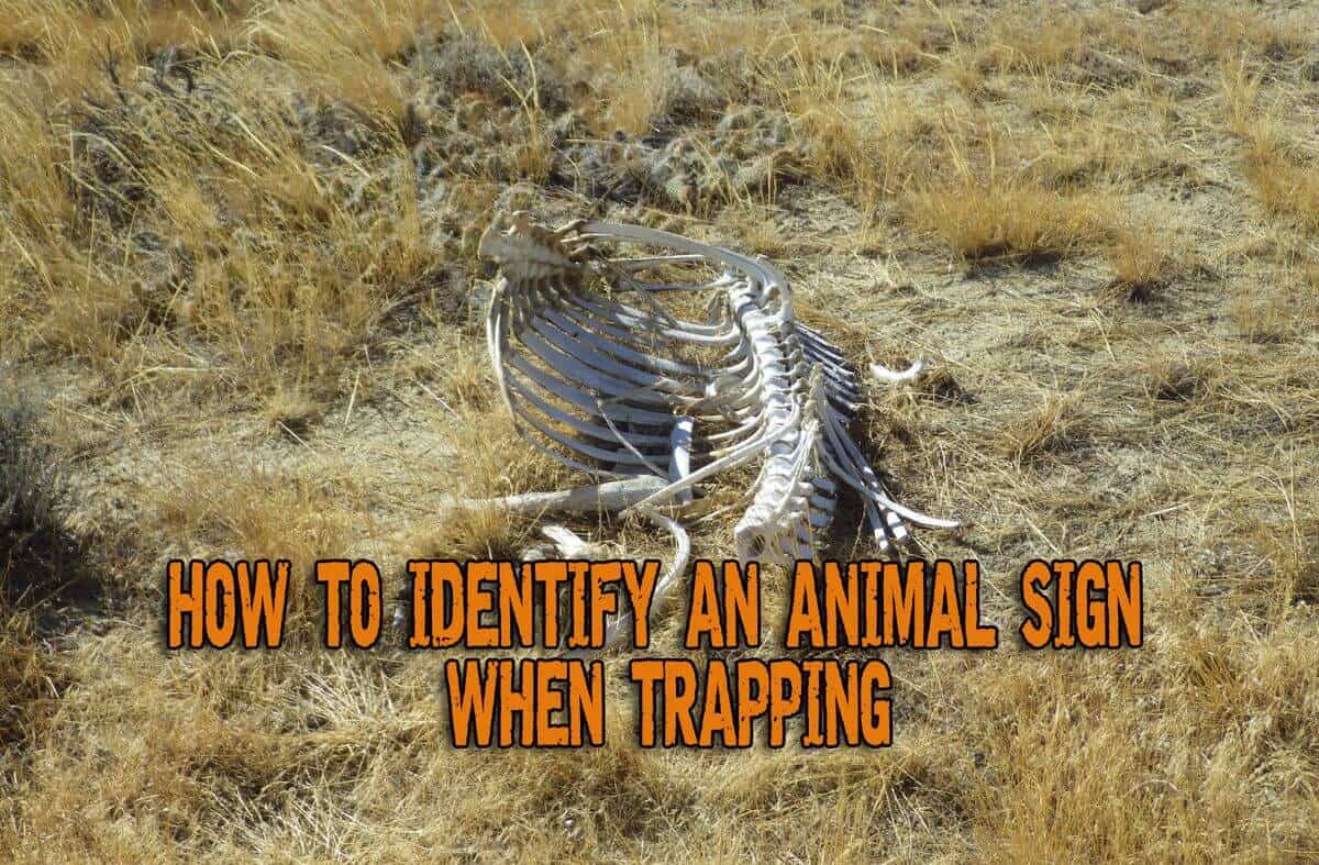 How To Identify An Animal Sign When Trapping Prepper's Will