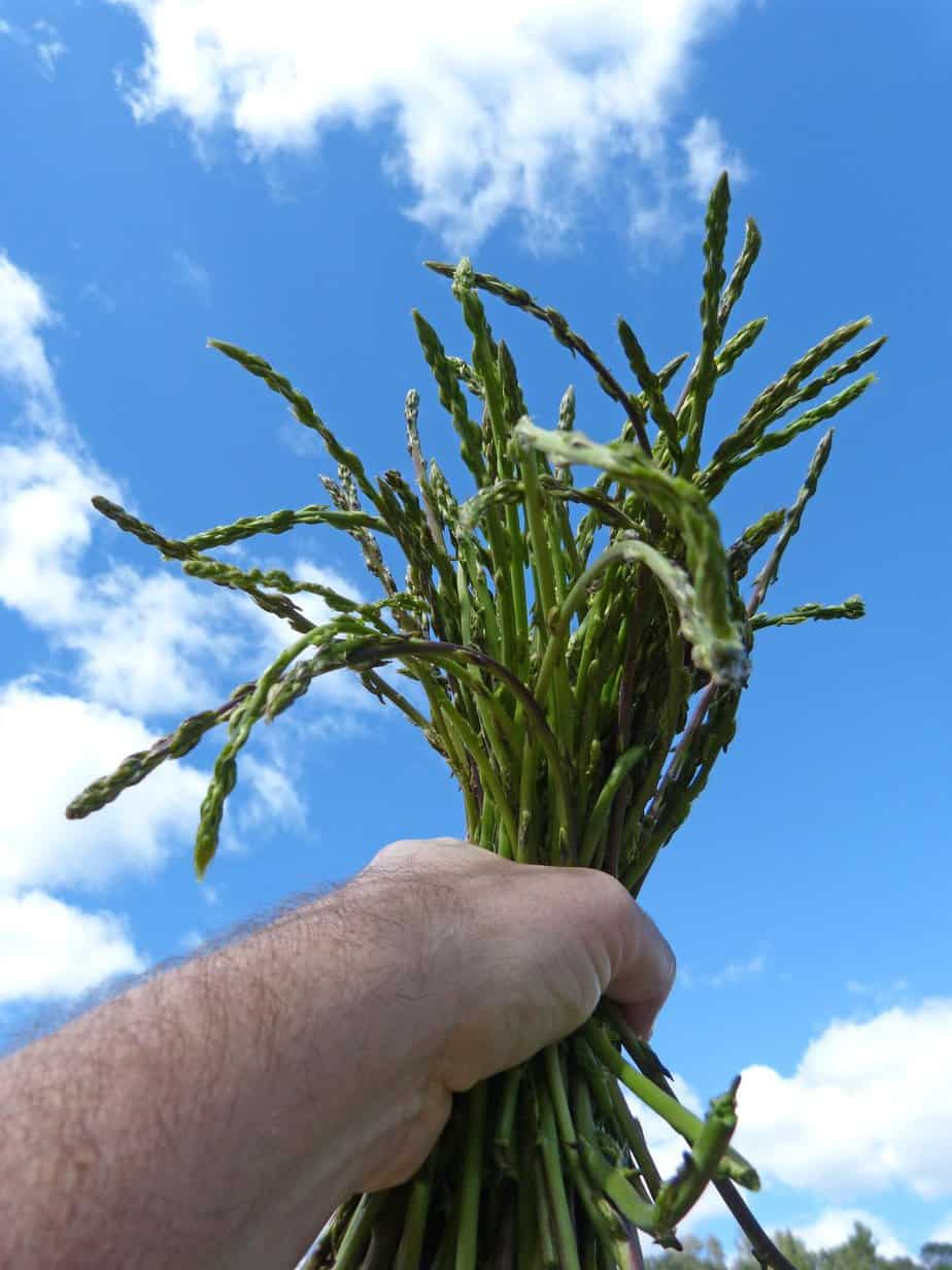 Harvesting And Using Wild Asparagus