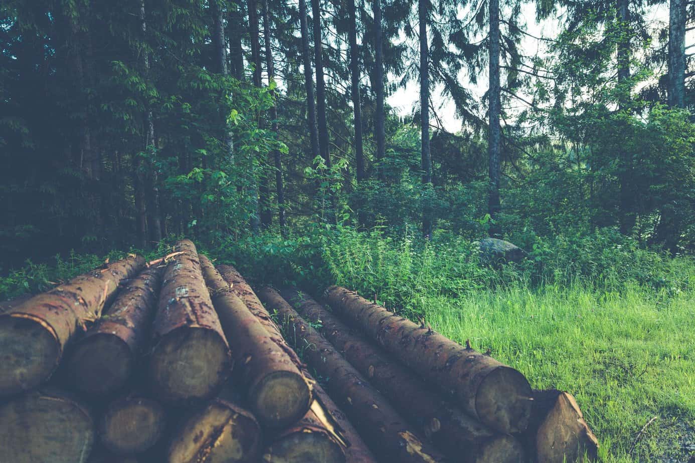 Tips For Managing And Using Your Woodlot