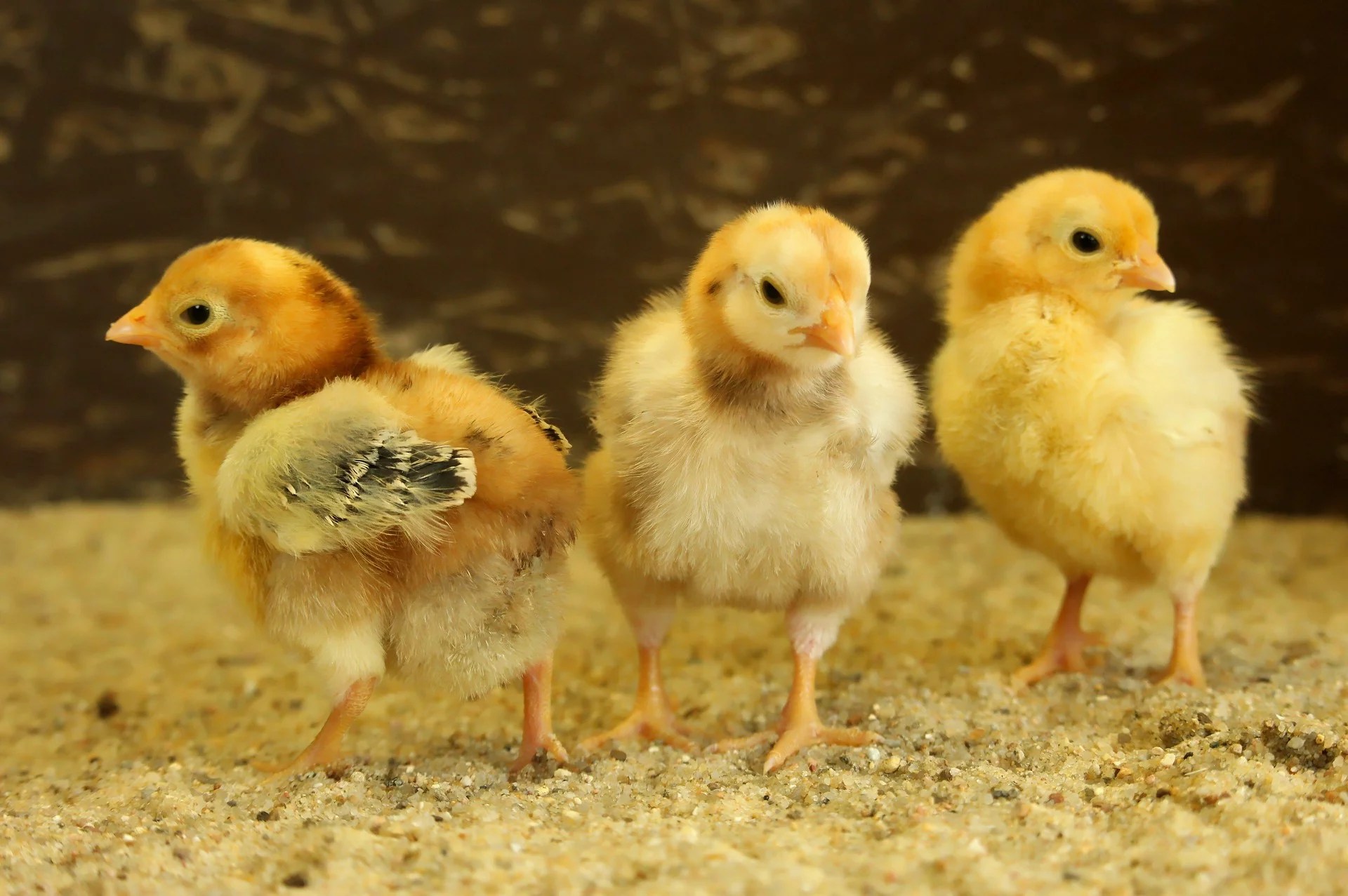 How to Raise Healthy (and Happy) Chicks Part 2 Bedding Prepping HQ